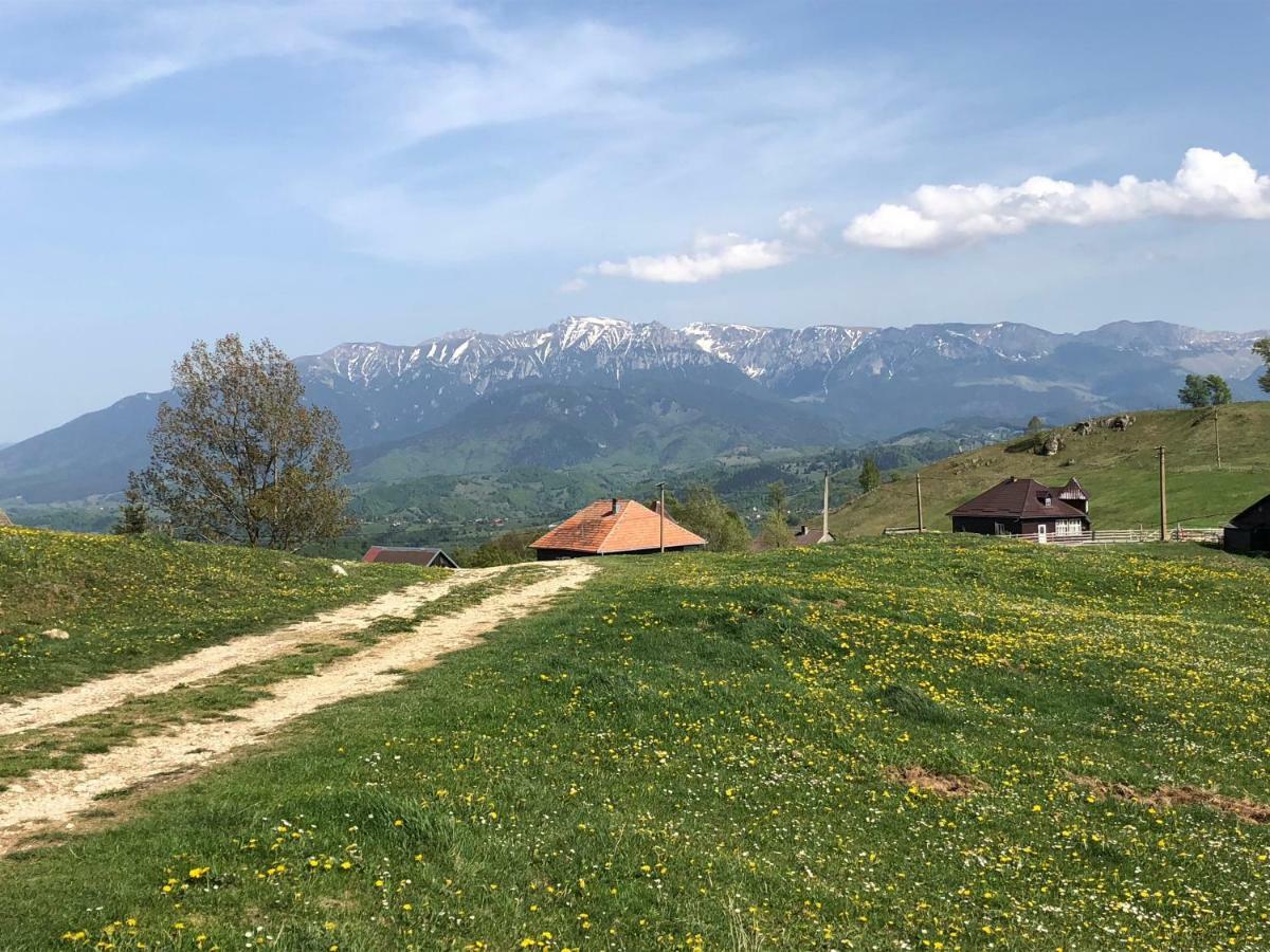 Şirnea Casa Marioaraヴィラ エクステリア 写真